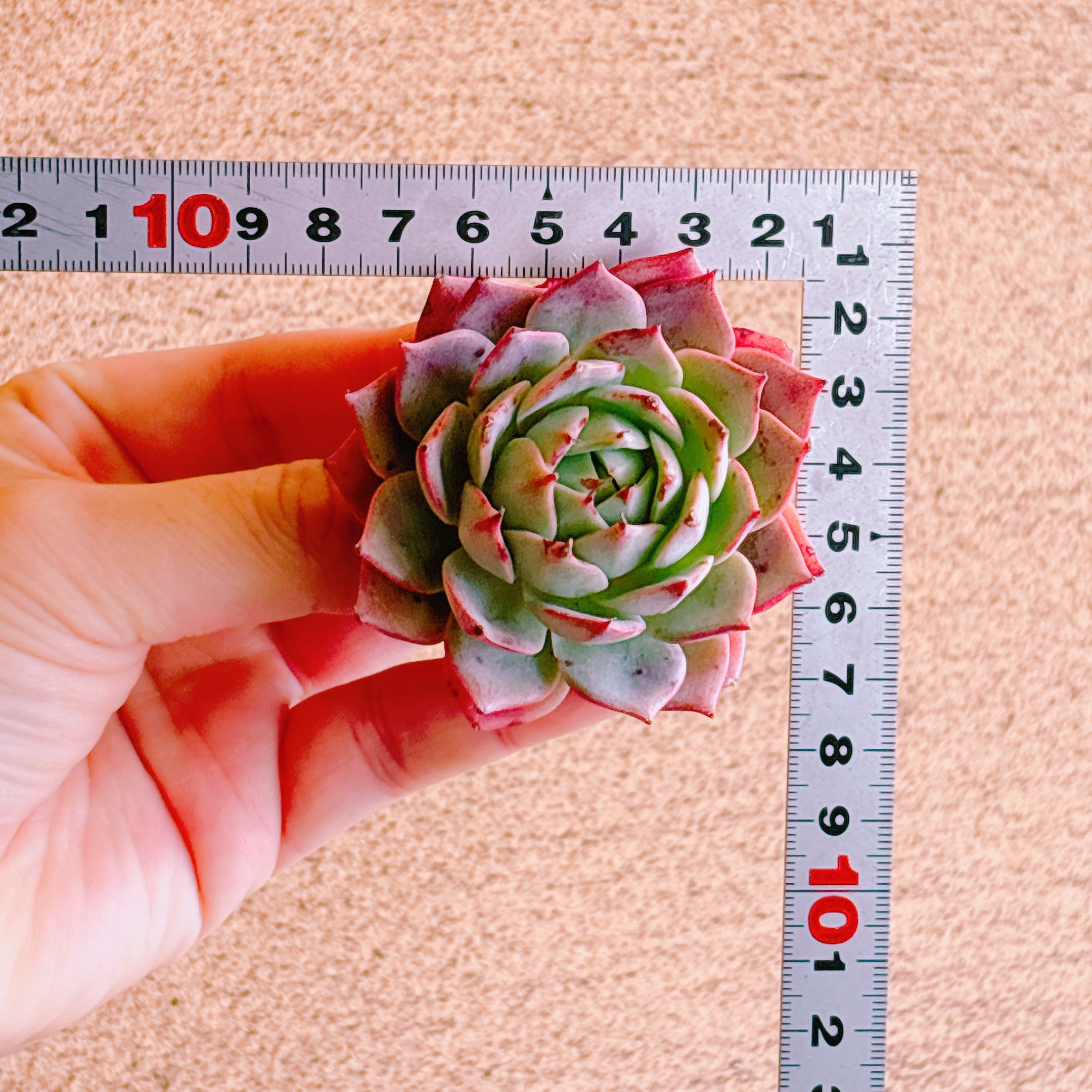 リンゼアナ A品 カット苗 – Bull Succulent