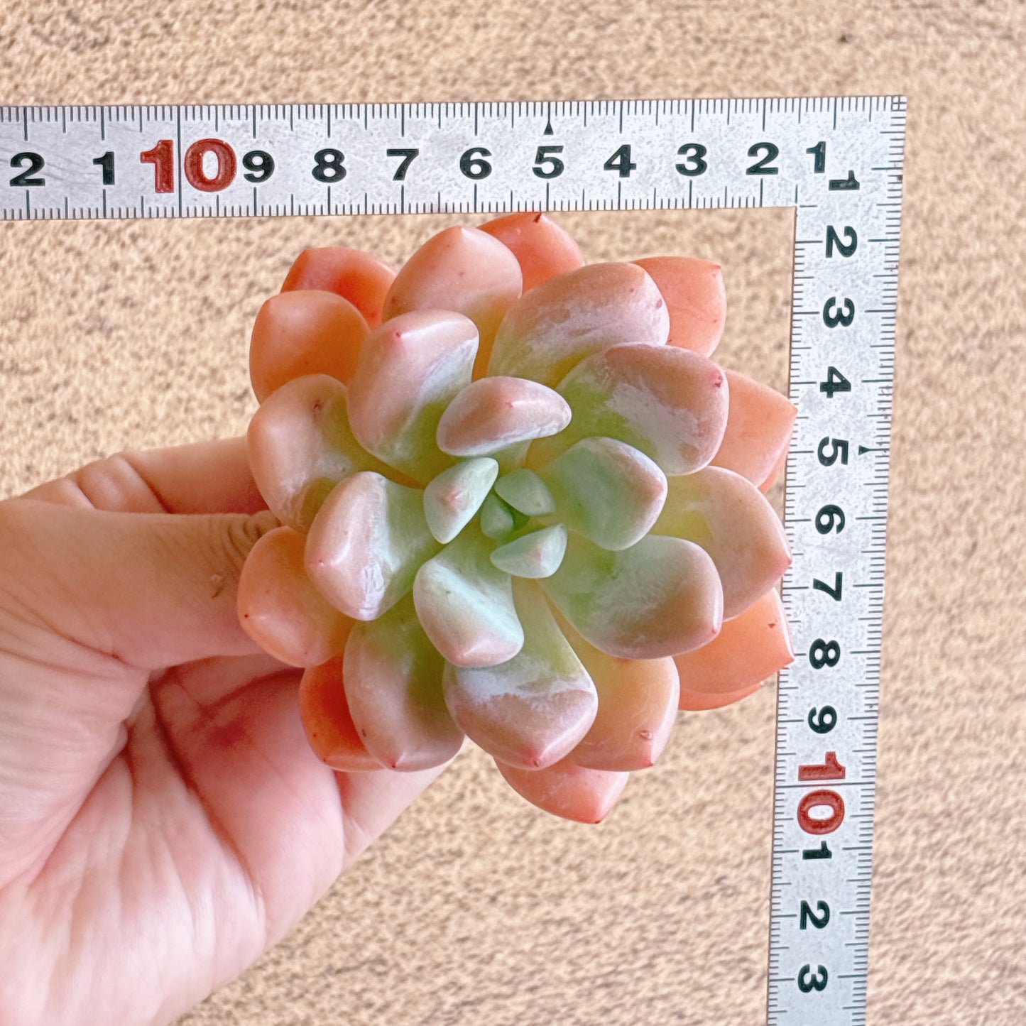 月桂　A品　カット苗