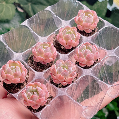 名無し苗１１　A品　プラグ苗