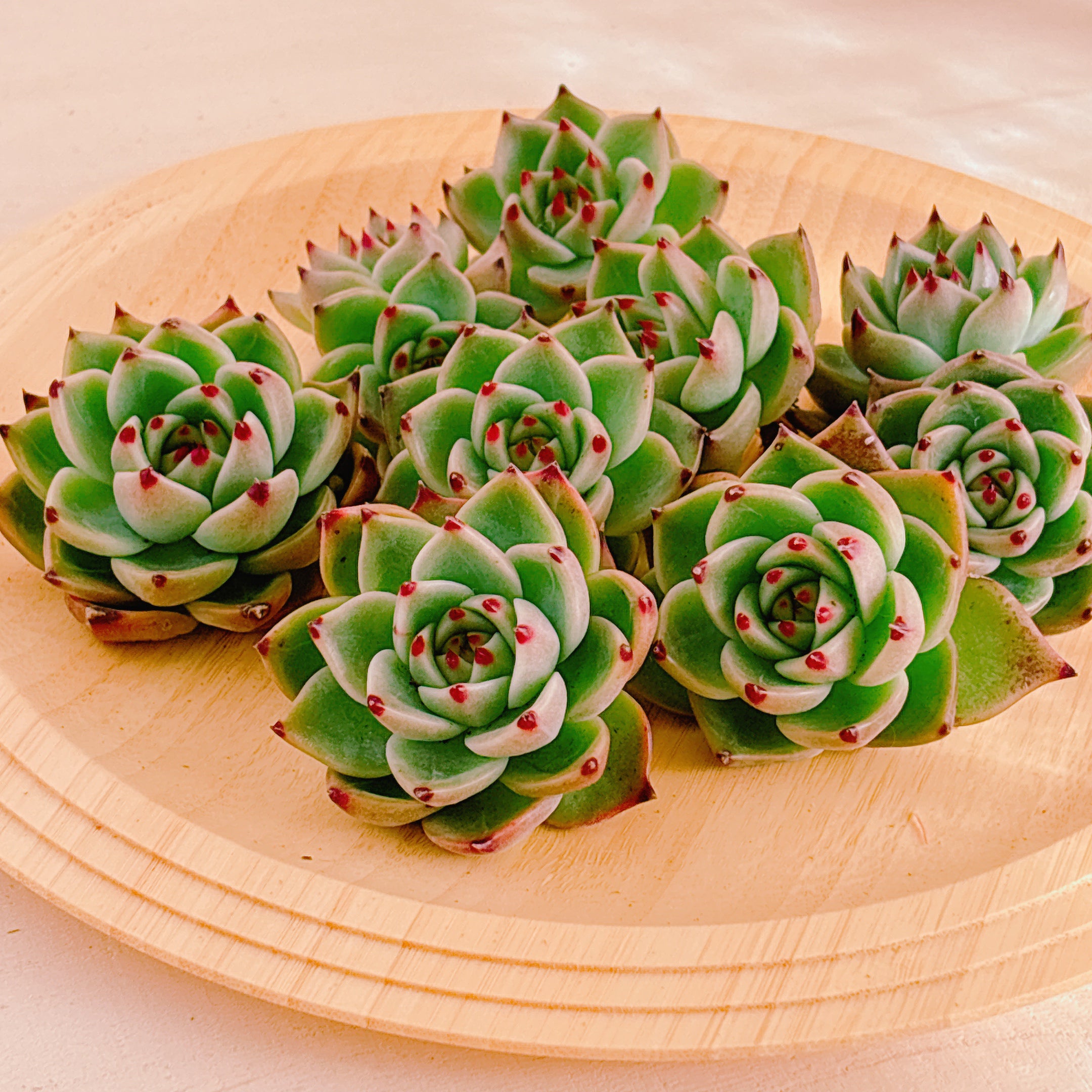 ブルードラゴン A品 カット苗 – Bull Succulent