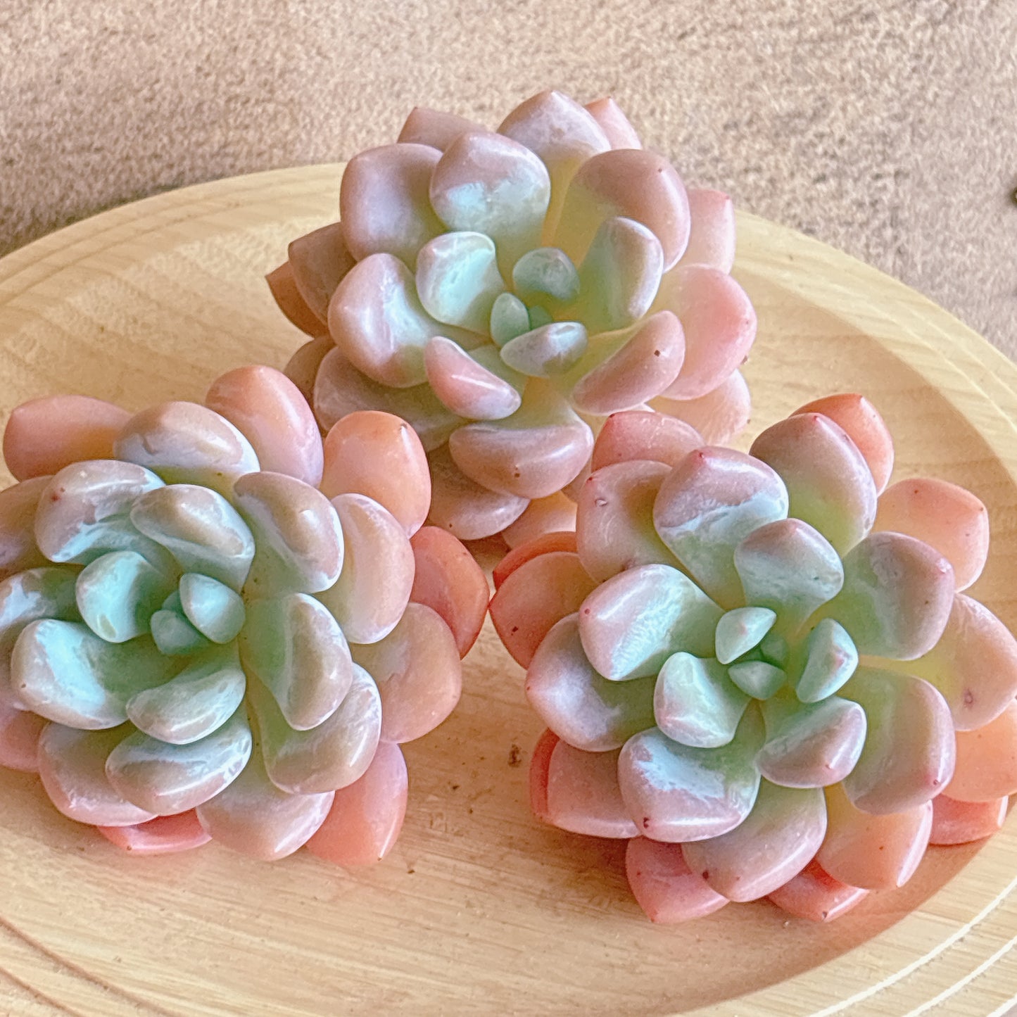 月桂　A品　カット苗