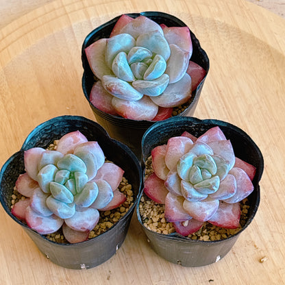 ピンクアレックス　A品　根付き苗