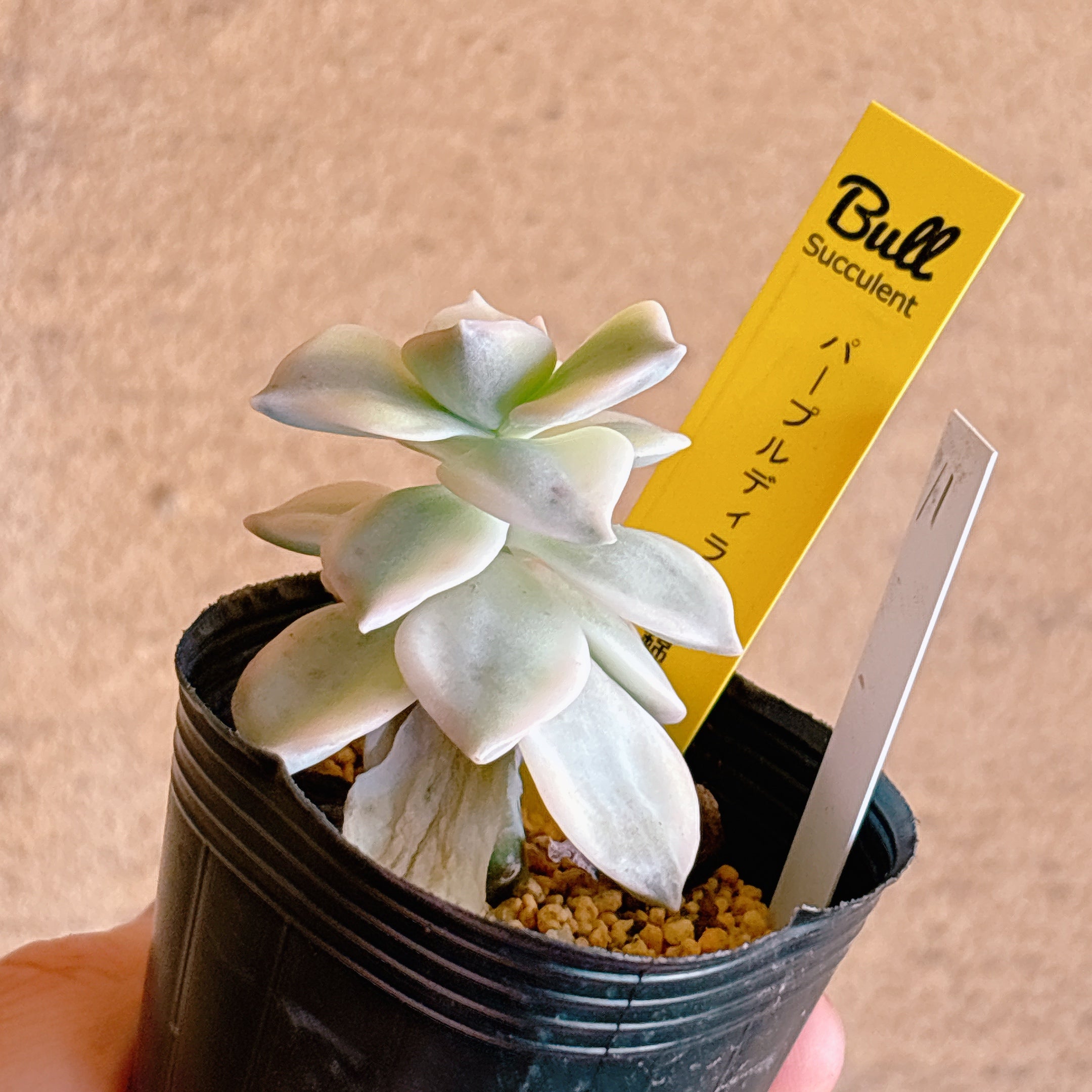 パープルディライト錦 【1-11】 – Bull Succulent