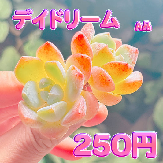 デイドリーム　A品　カット苗