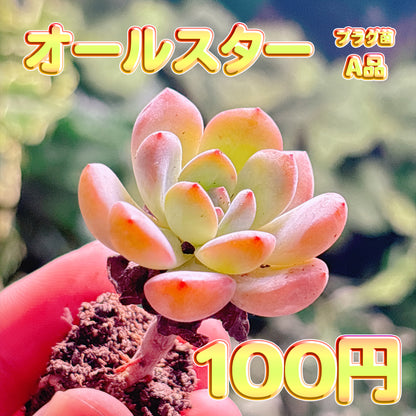 オールスター　A品　プラグ苗
