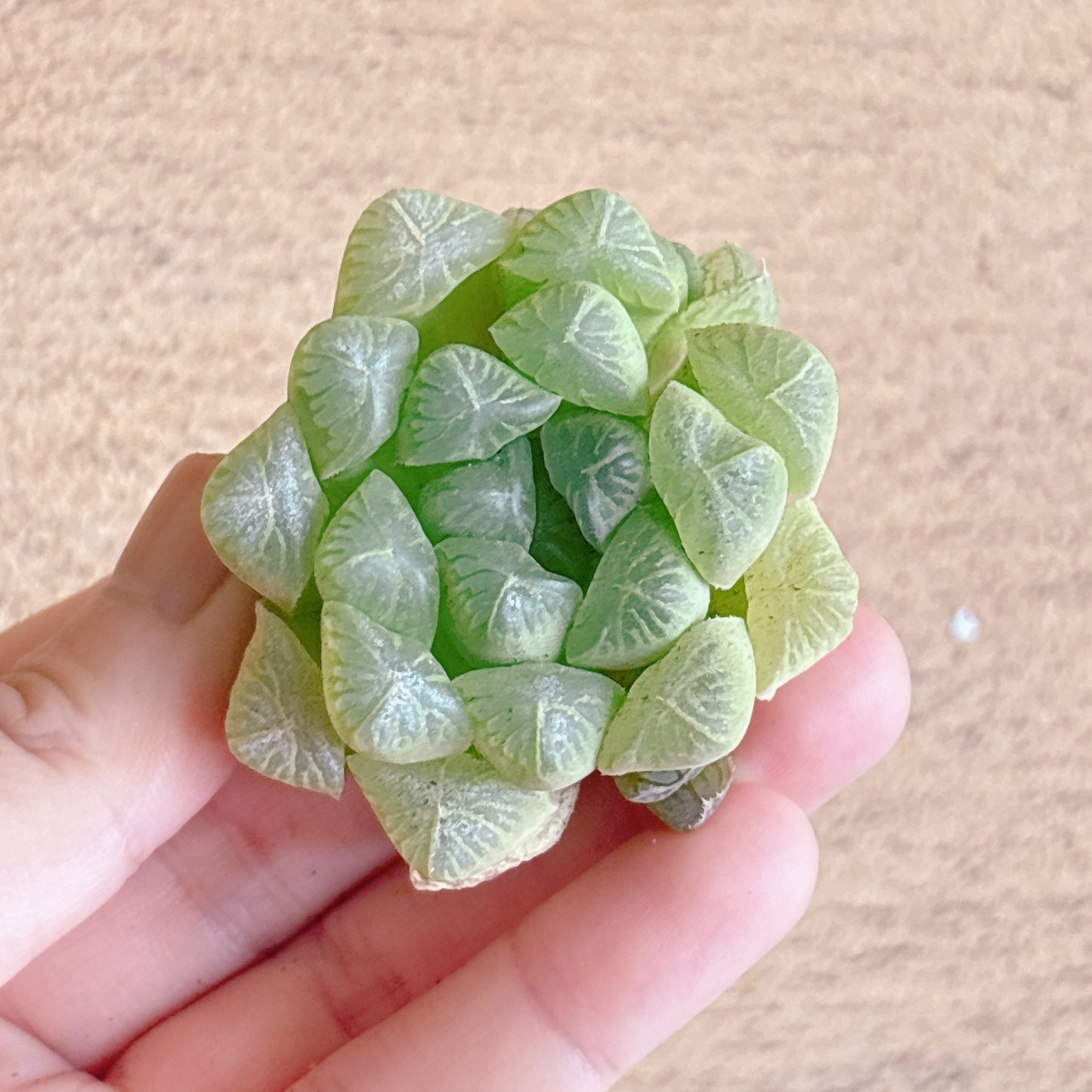 玉露　A品　カット苗