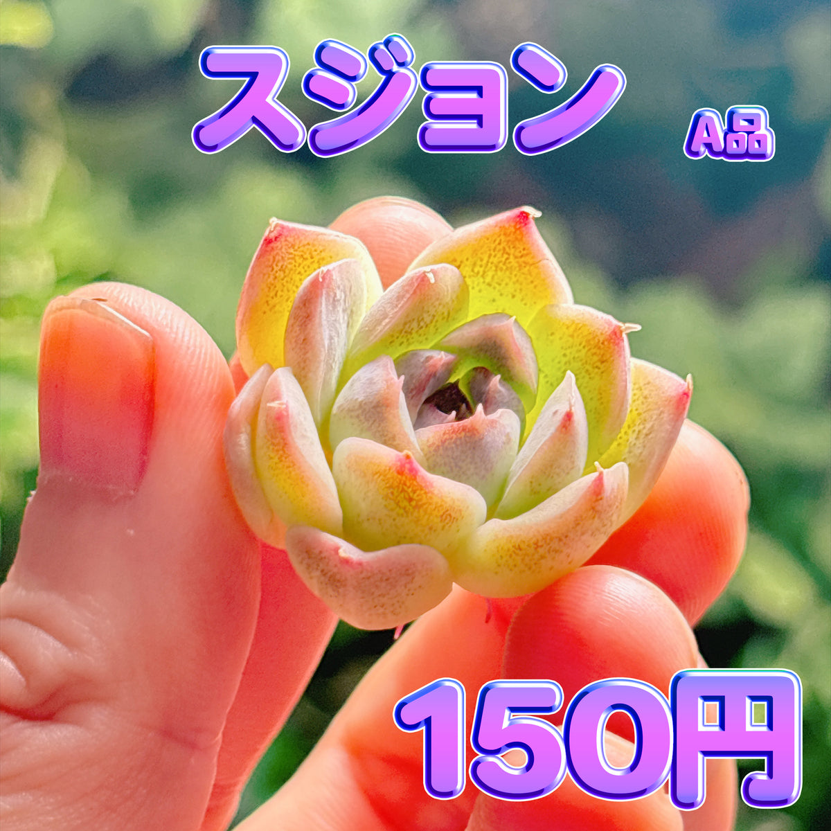 スジョン　A品　カット苗