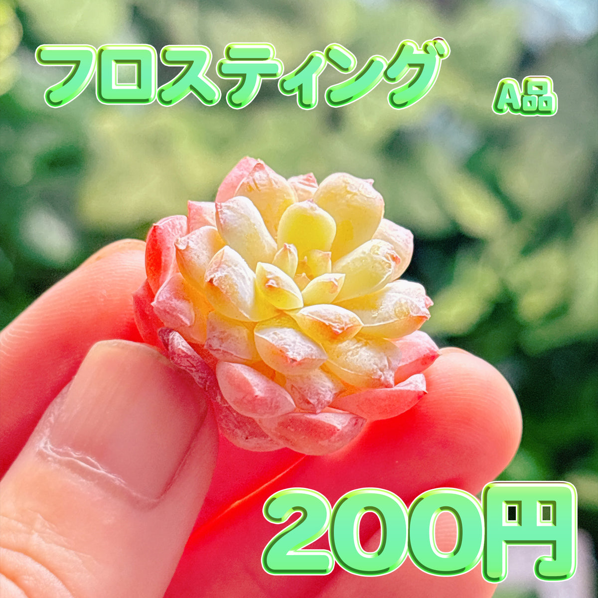 フロスティング　A品　カット苗