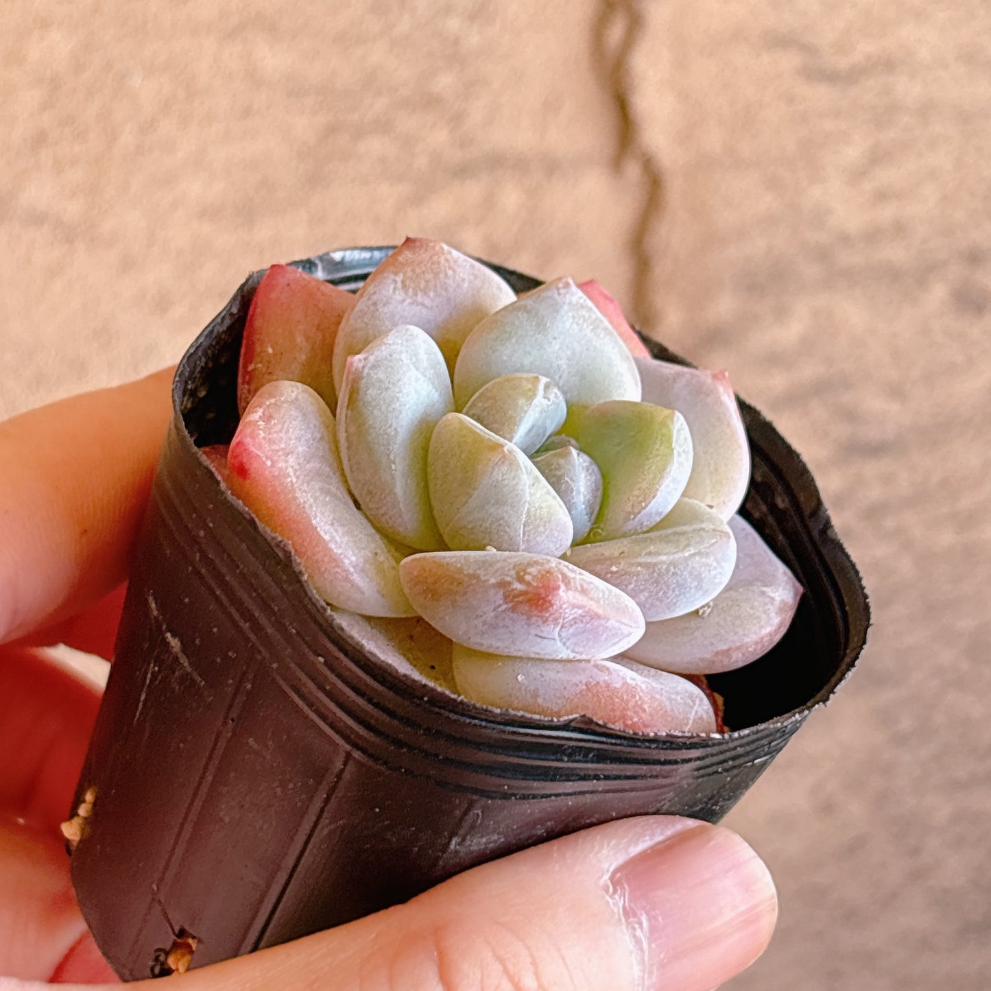 ピンクアレックス　A品　根付き苗