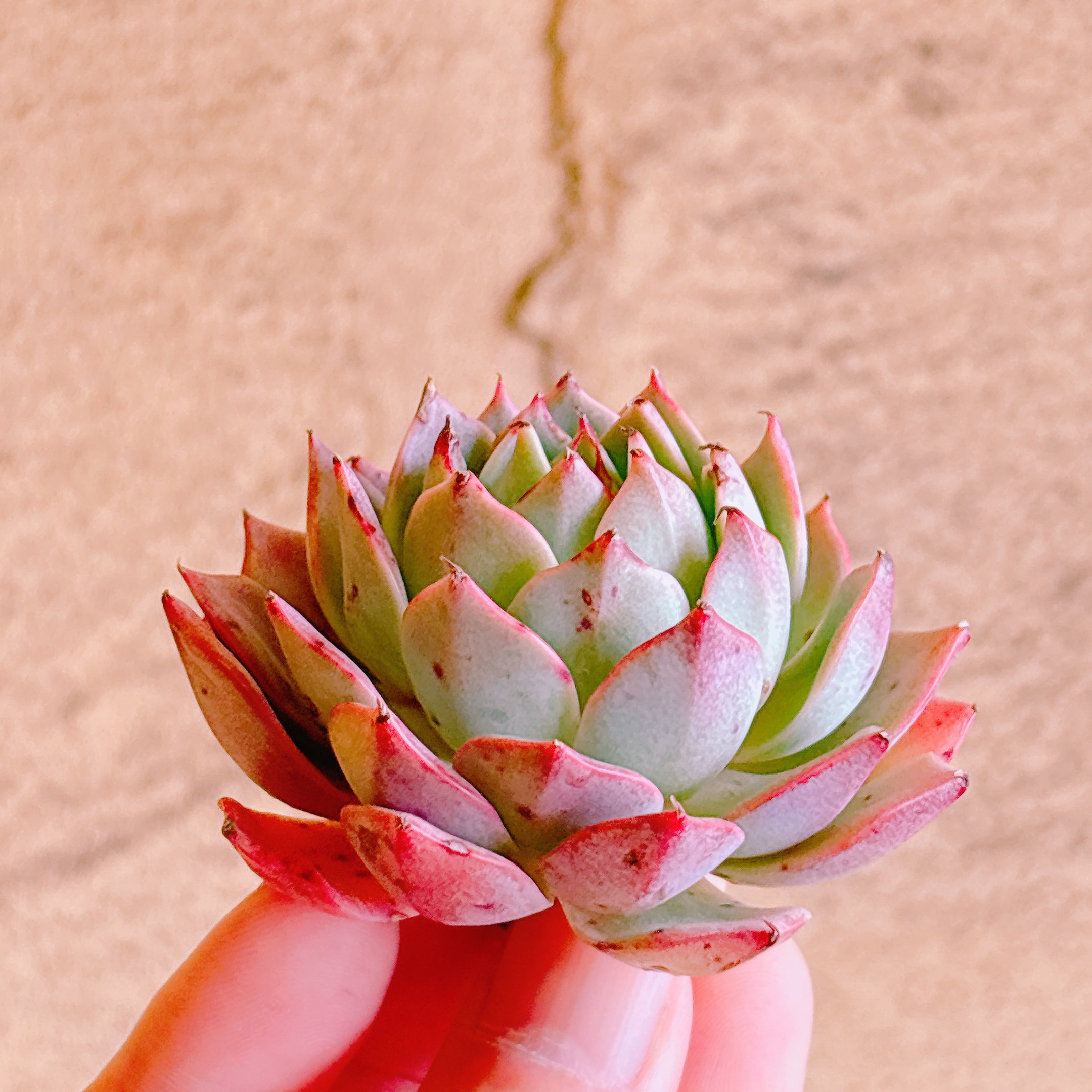 リンゼアナ A品 カット苗 – Bull Succulent