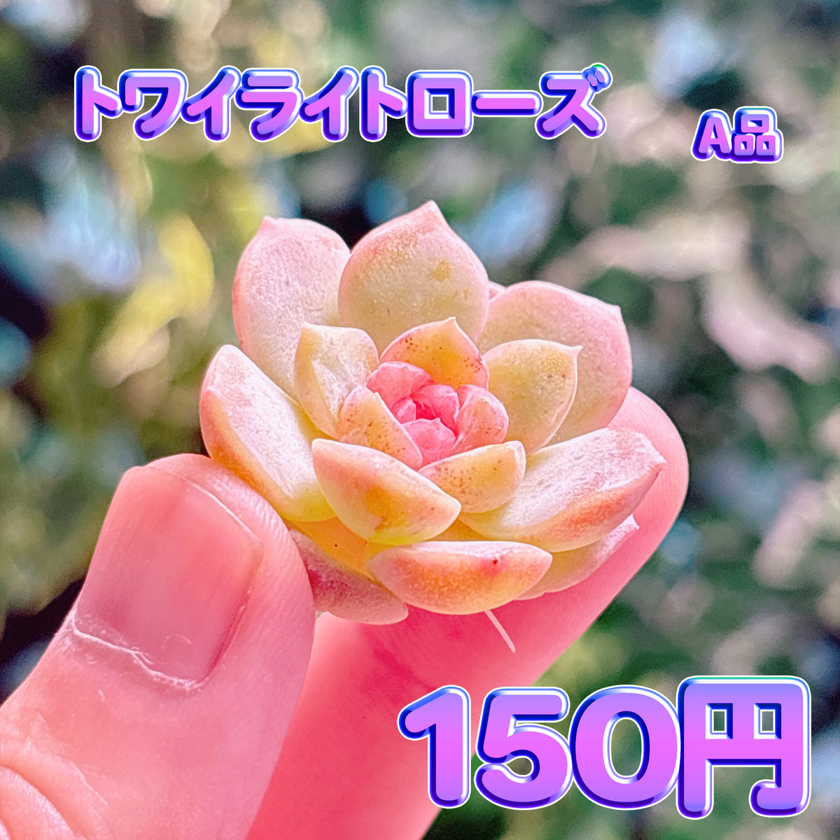トワイライトローズ　A品　カット苗