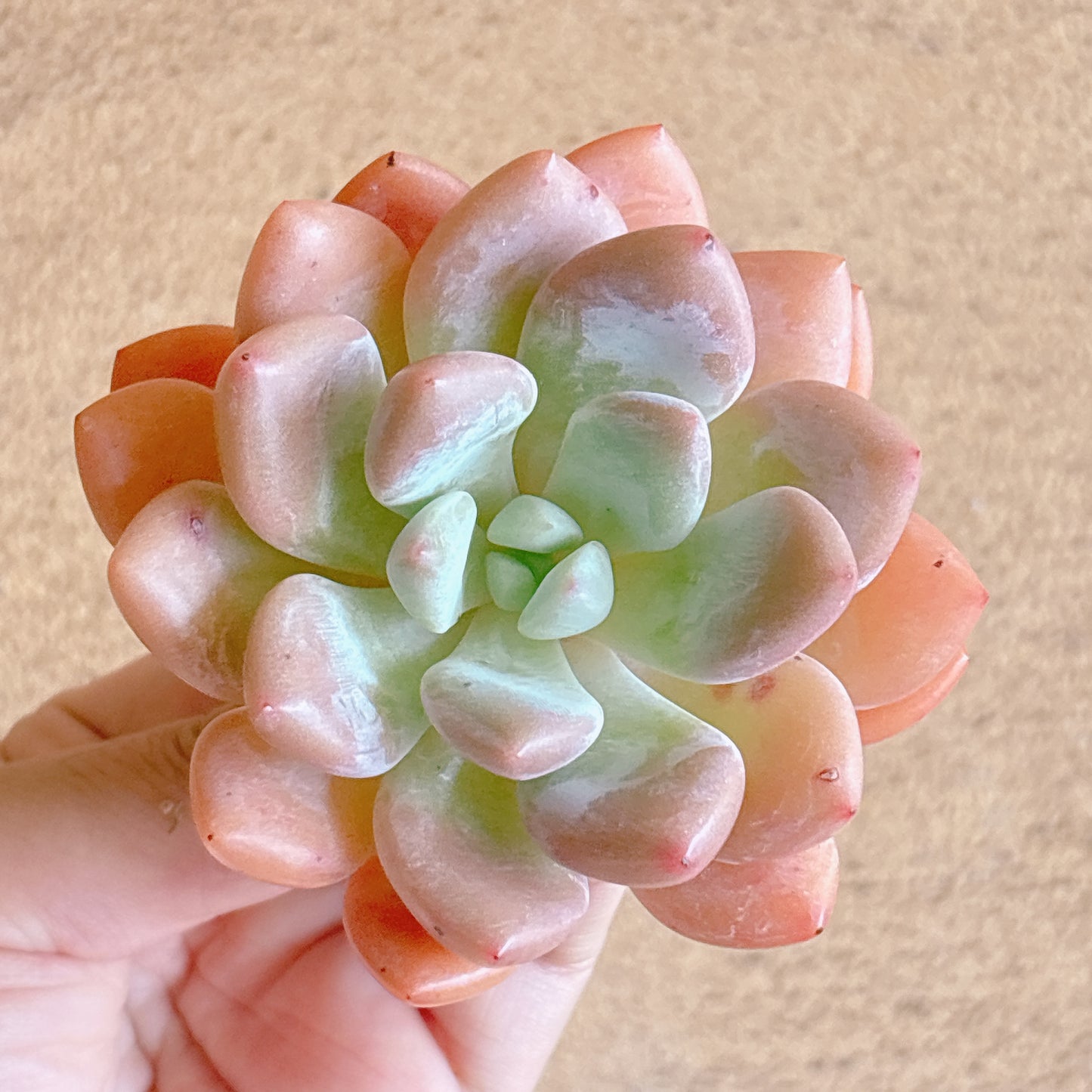月桂　A品　カット苗