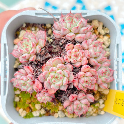 原種ミニマ　A品　17