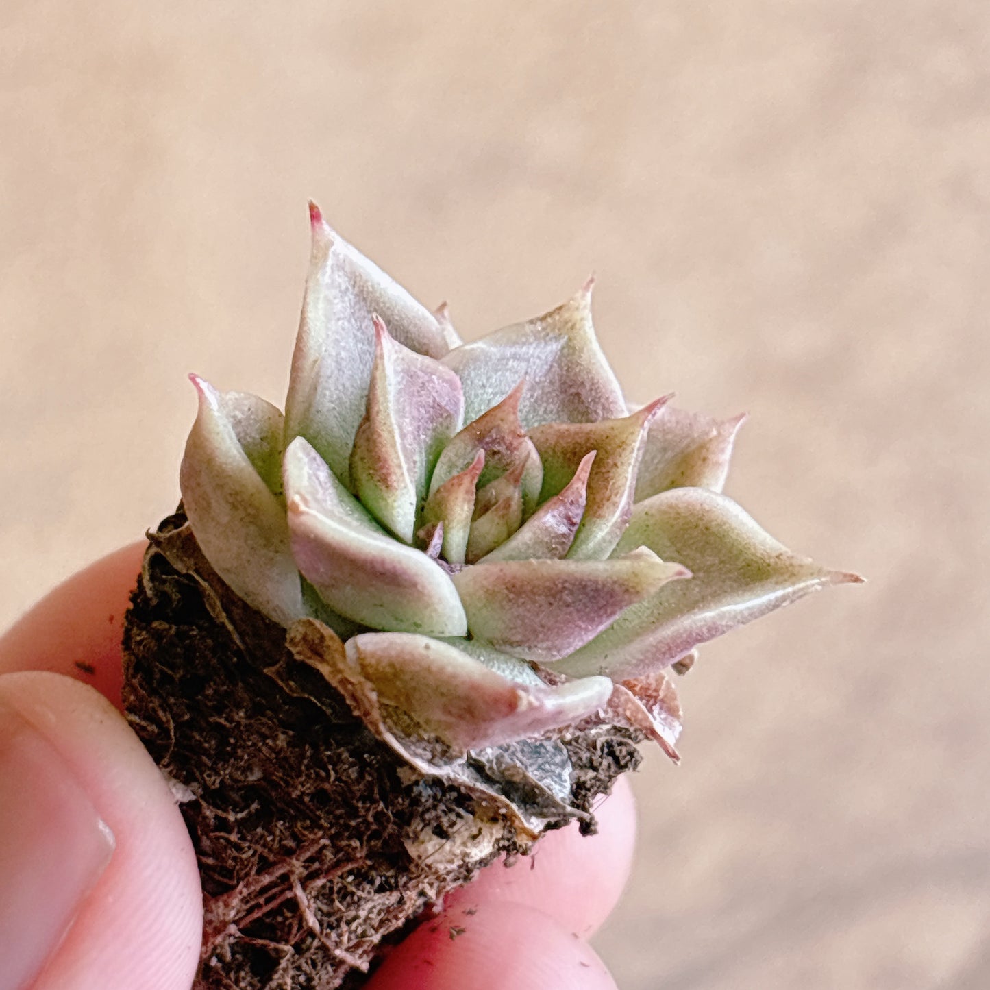 多肉植物