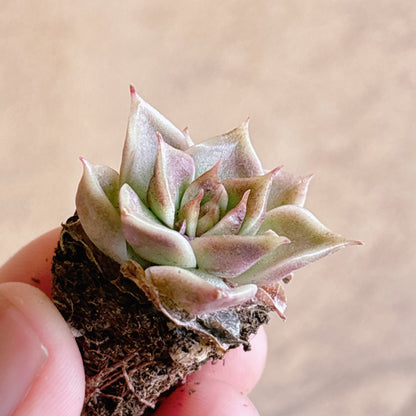 多肉植物
