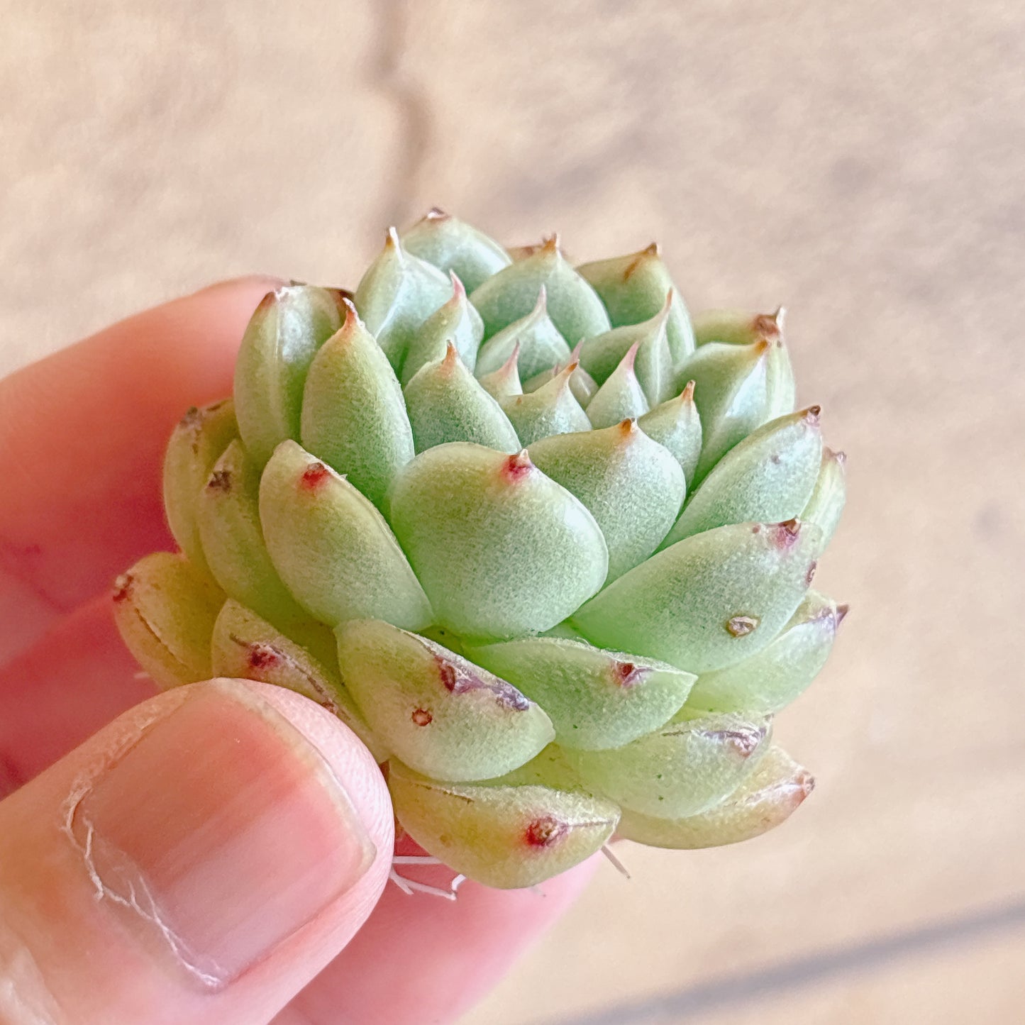 多肉植物