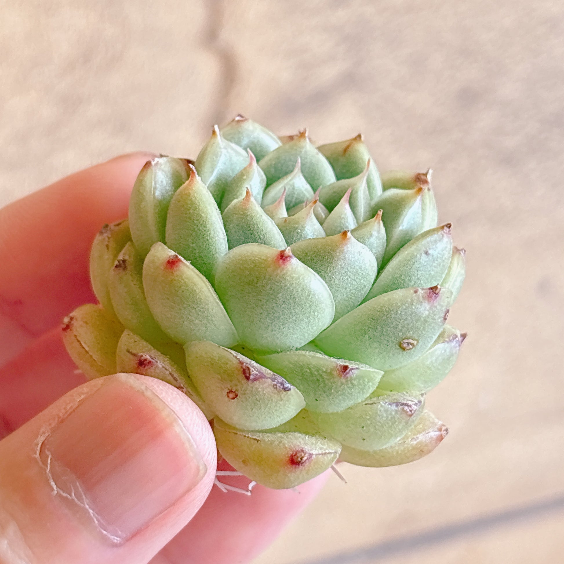 多肉植物
