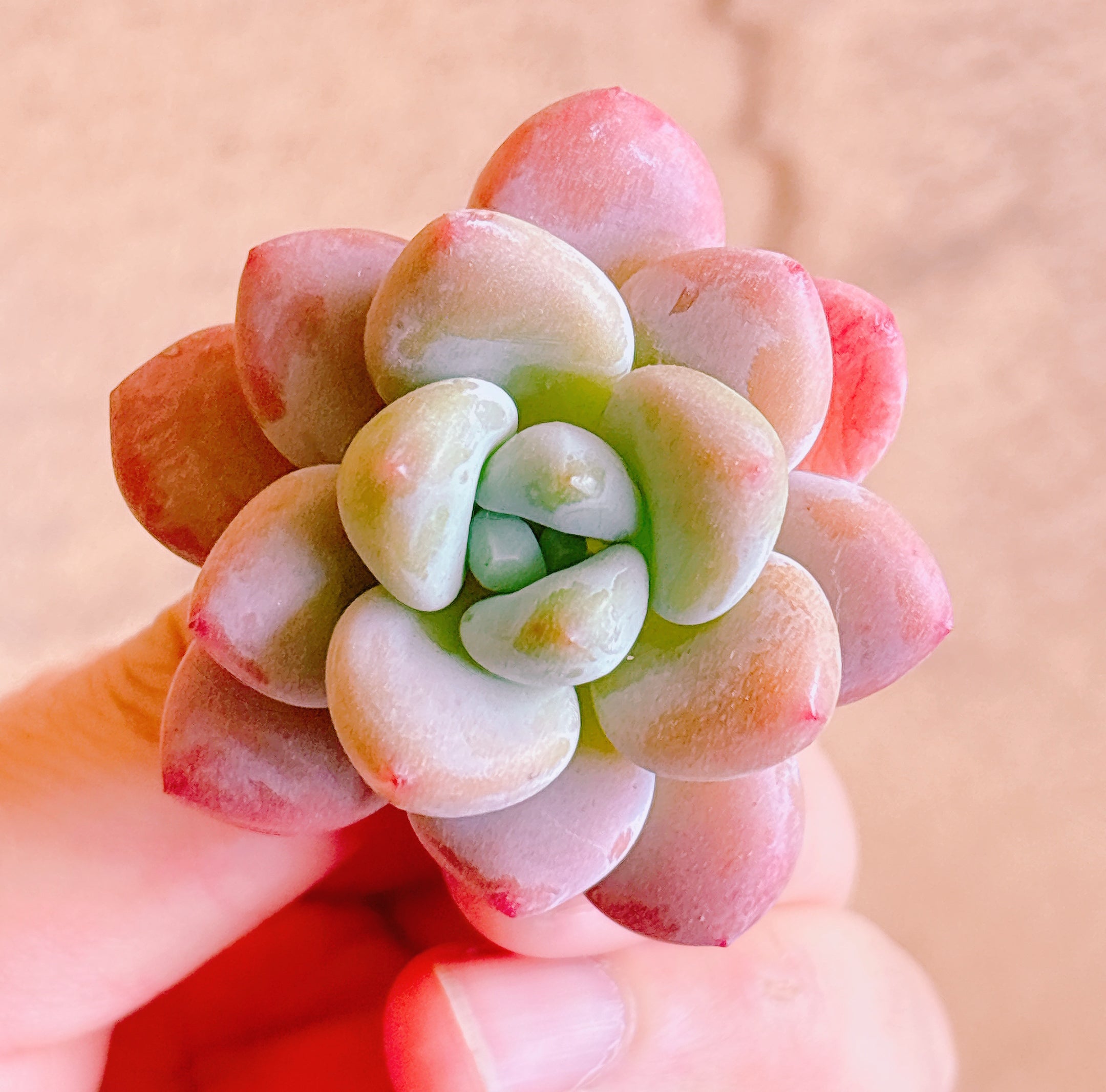 レジェンド A品 カット苗 – Bull Succulent