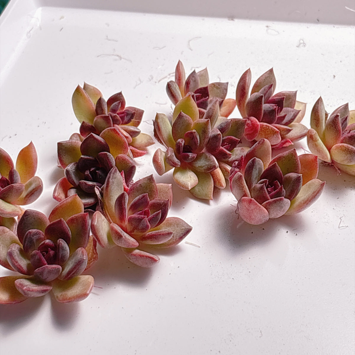 多肉植物