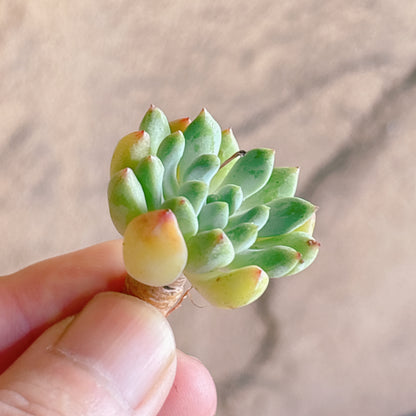 多肉植物