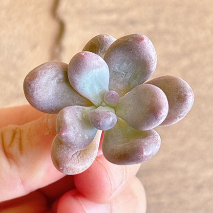 多肉植物