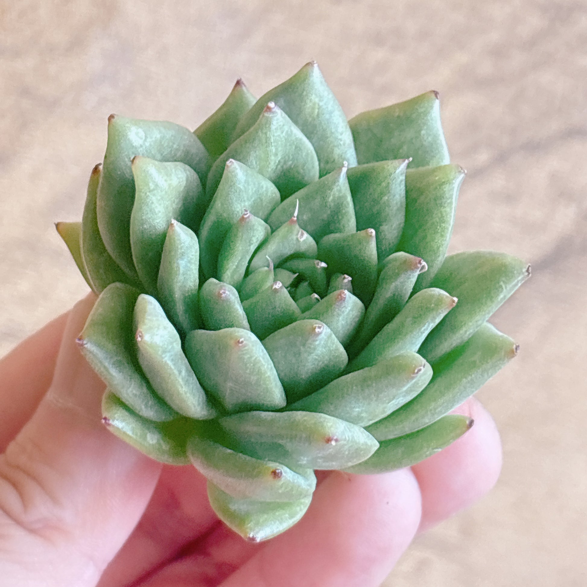 多肉植物