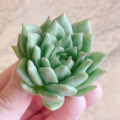 多肉植物