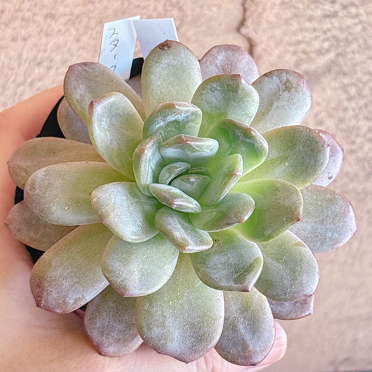 多肉植物
