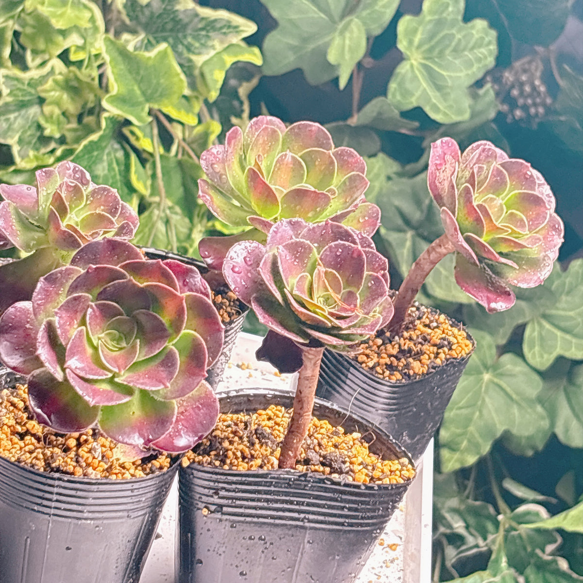 多肉植物
