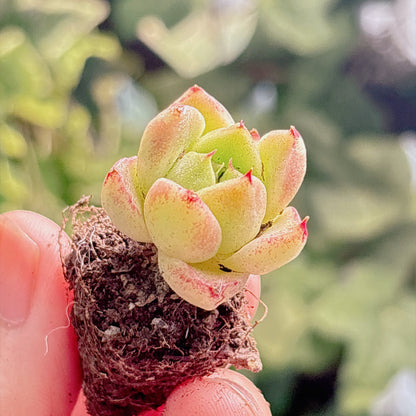 多肉植物