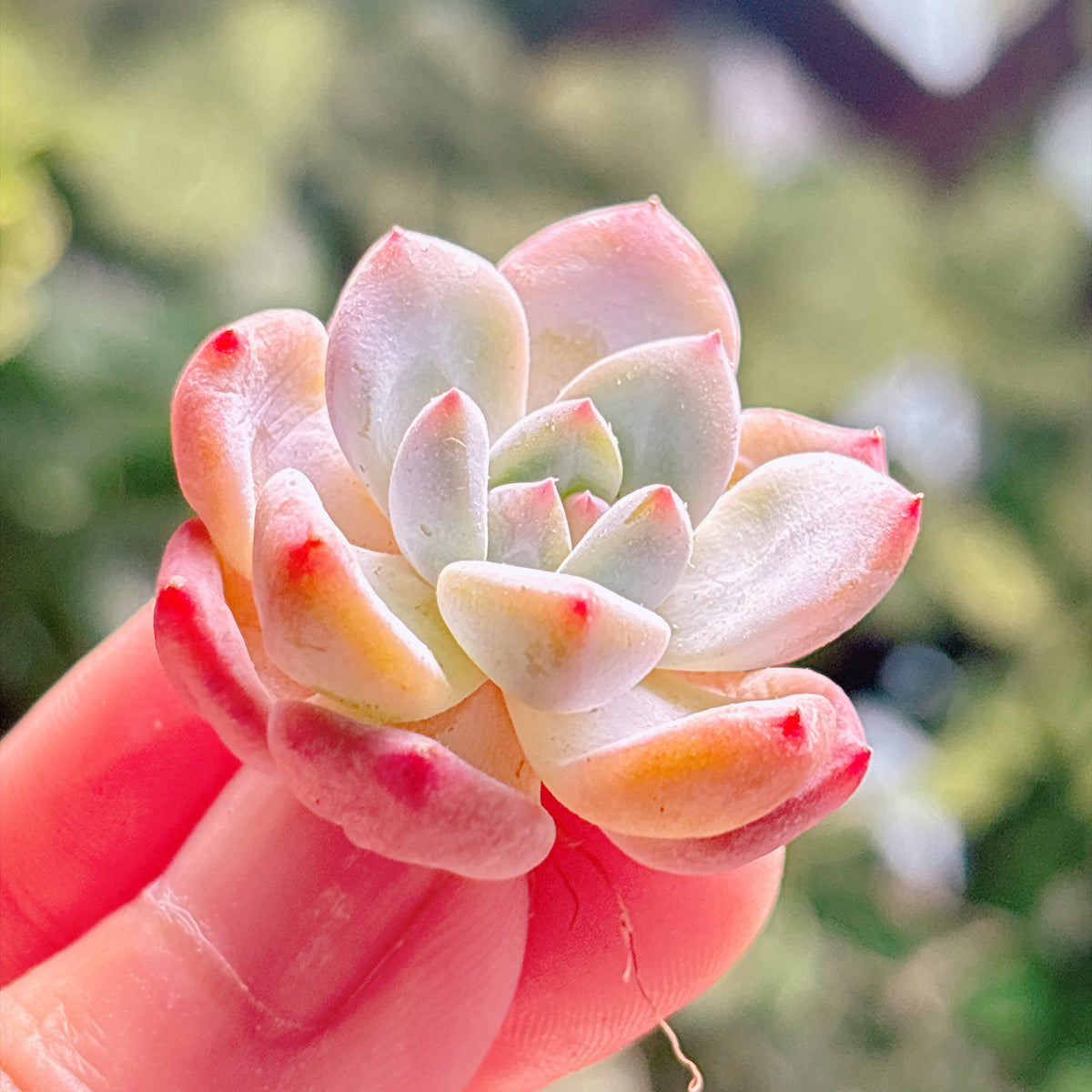 多肉植物