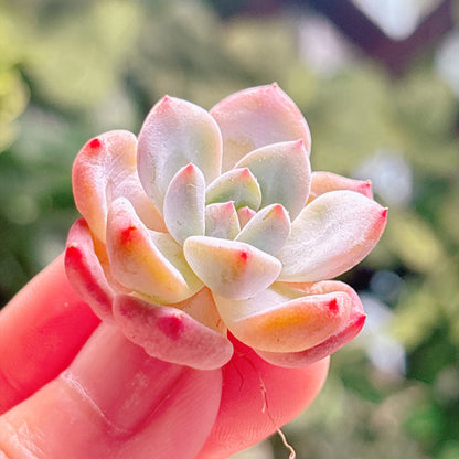 多肉植物