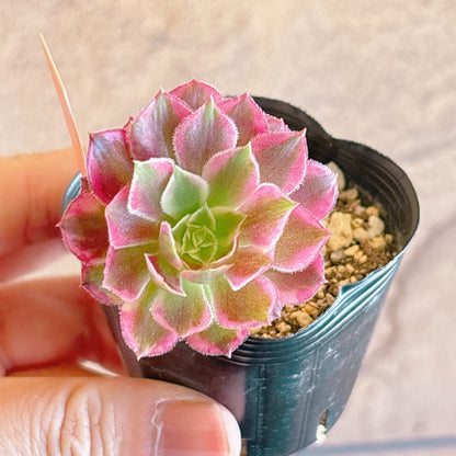 多肉植物