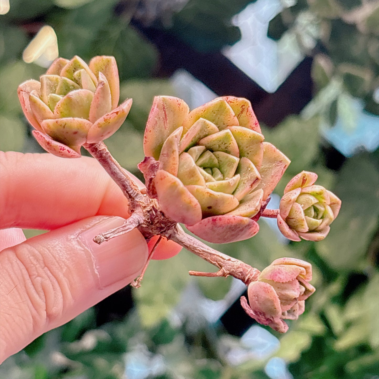 多肉植物