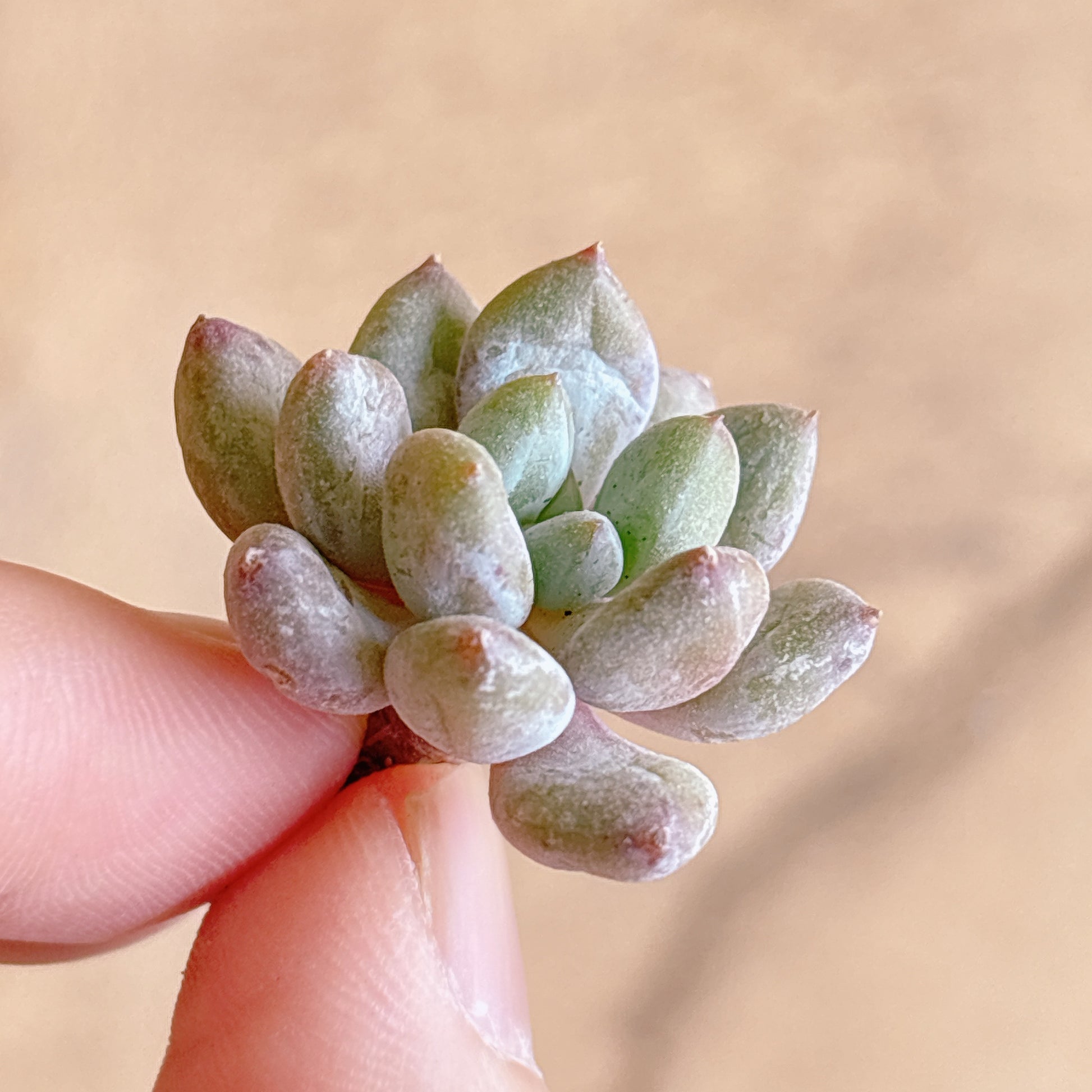 多肉植物