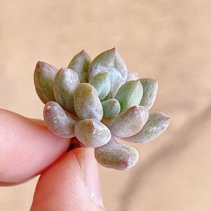 多肉植物