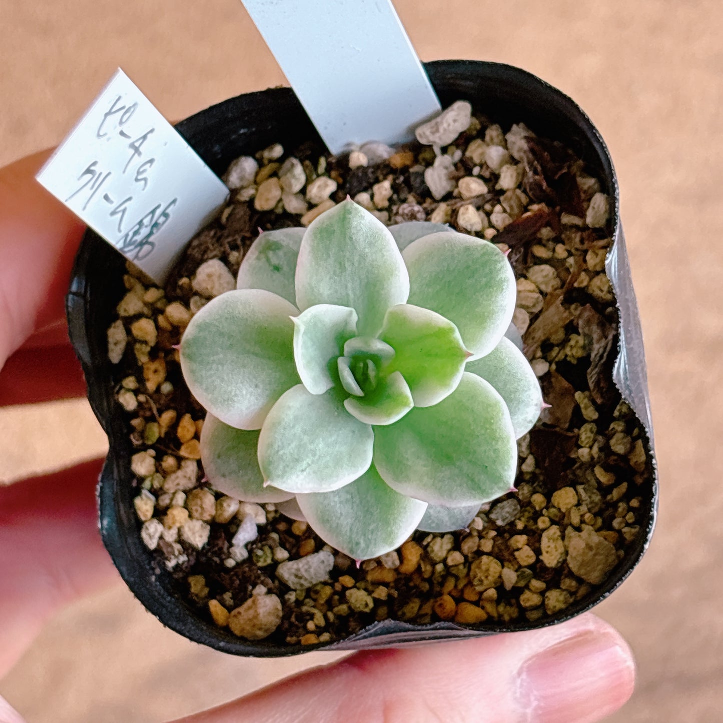 多肉植物