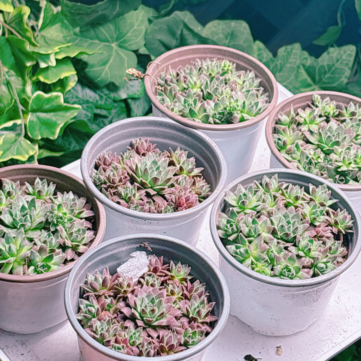 多肉植物