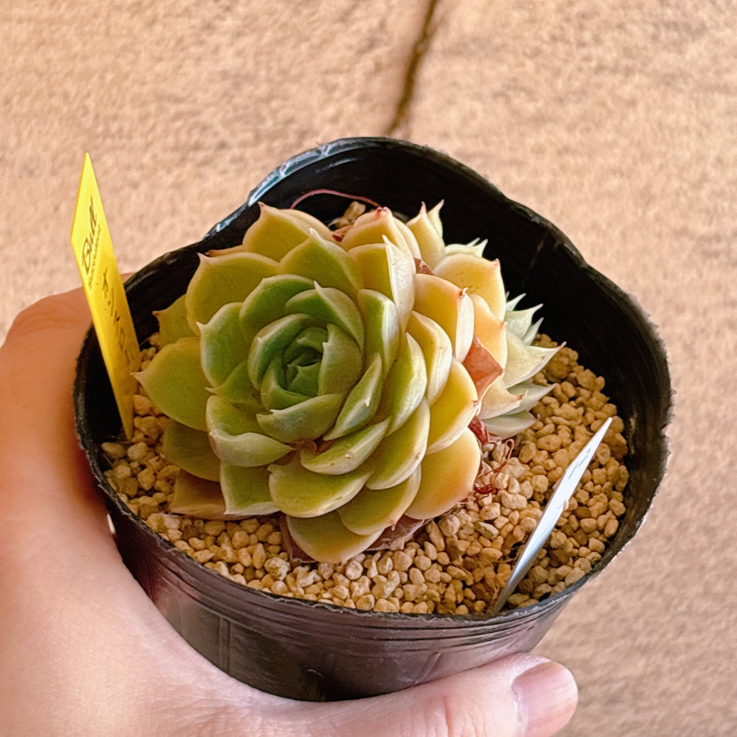 多肉植物