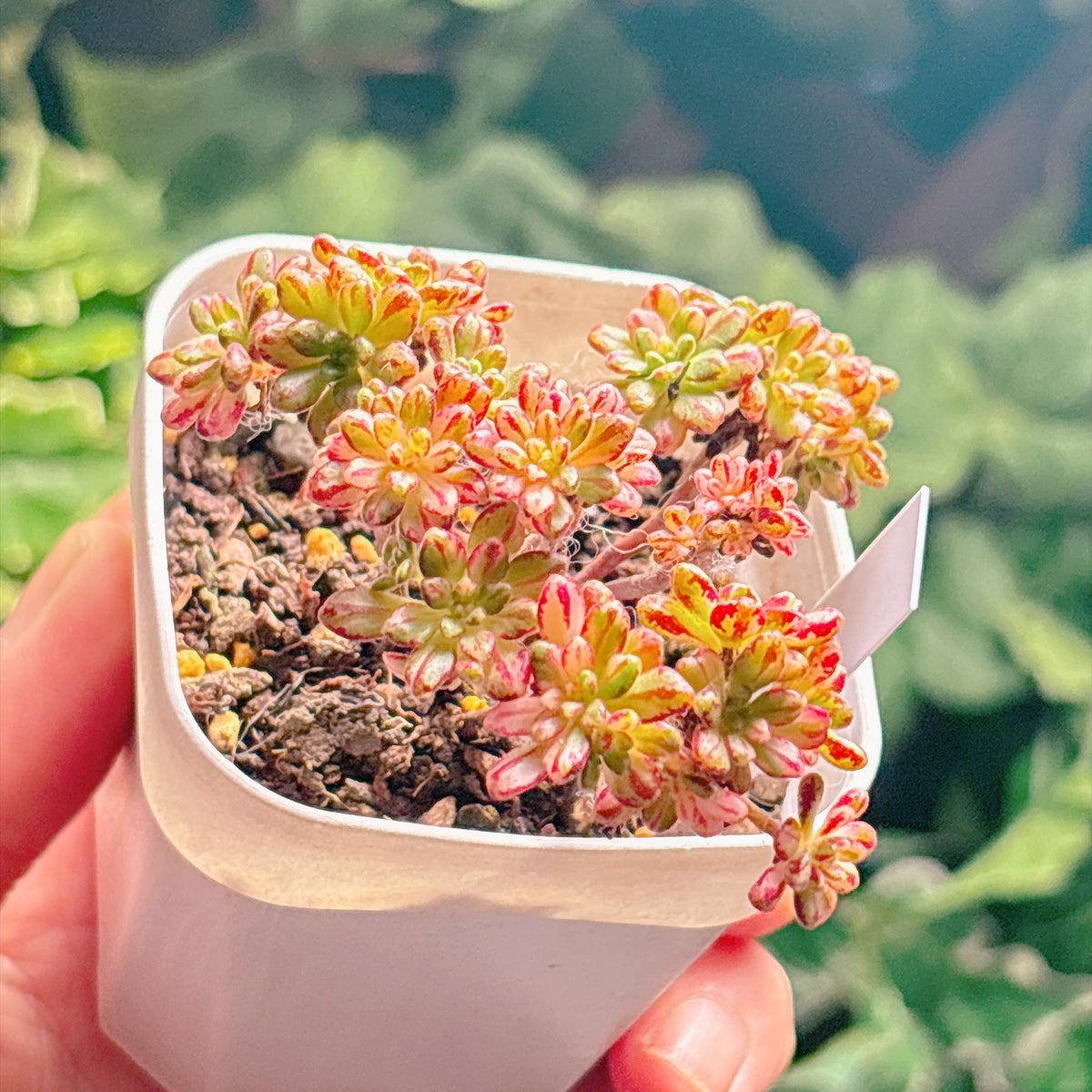 多肉植物