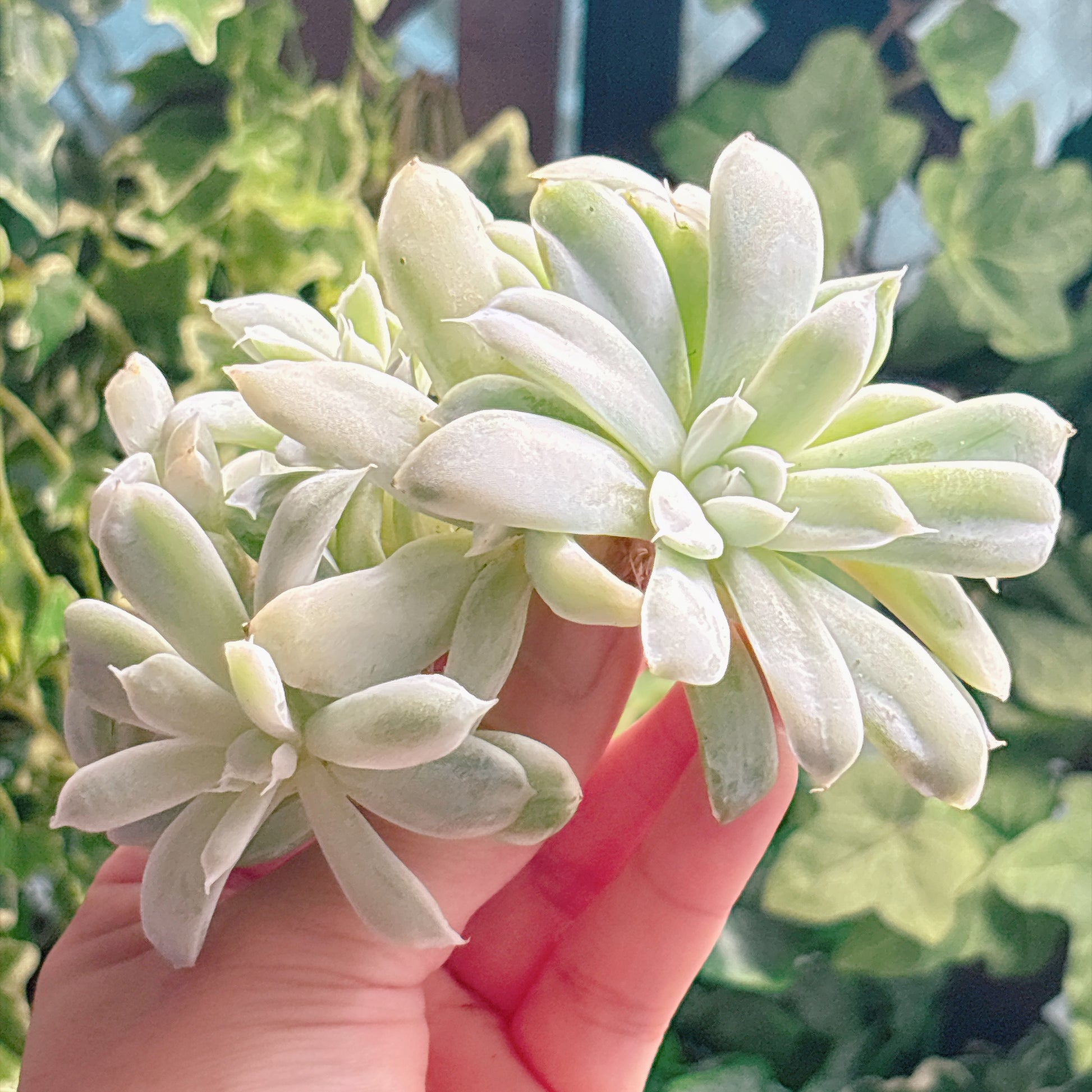 多肉植物