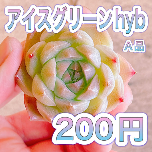 アイスグリーンhyb　A品　カット苗