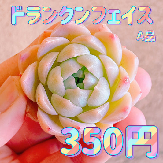 ドランクンフェイス　A品　カット苗