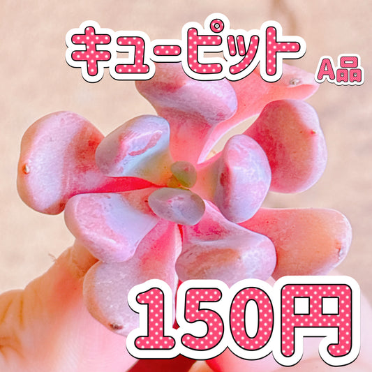 キューピット　A品　カット苗