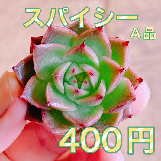 スパイシー　A品　カット苗