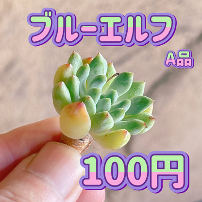 ブルーエルフ　A品　カット苗