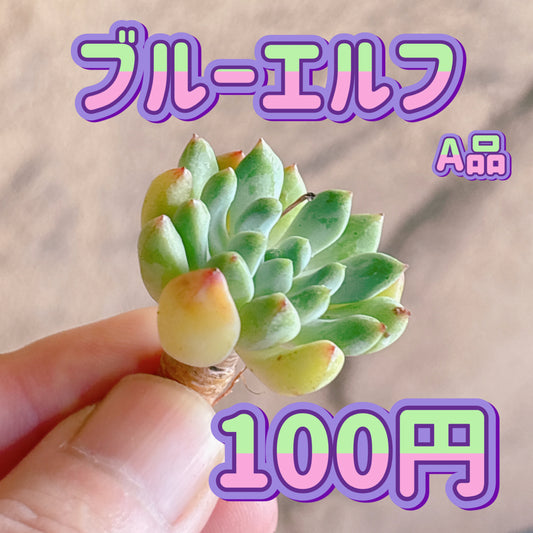 ブルーエルフ　A品　カット苗