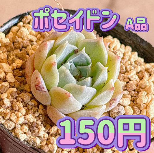 ポセイドン　A品　根付き苗