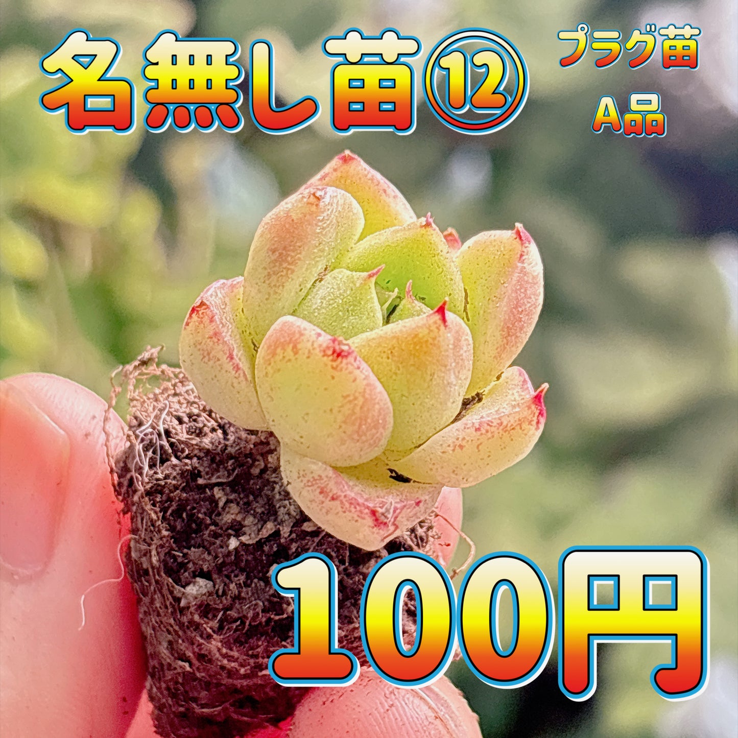名無し苗１２　A品　プラグ苗