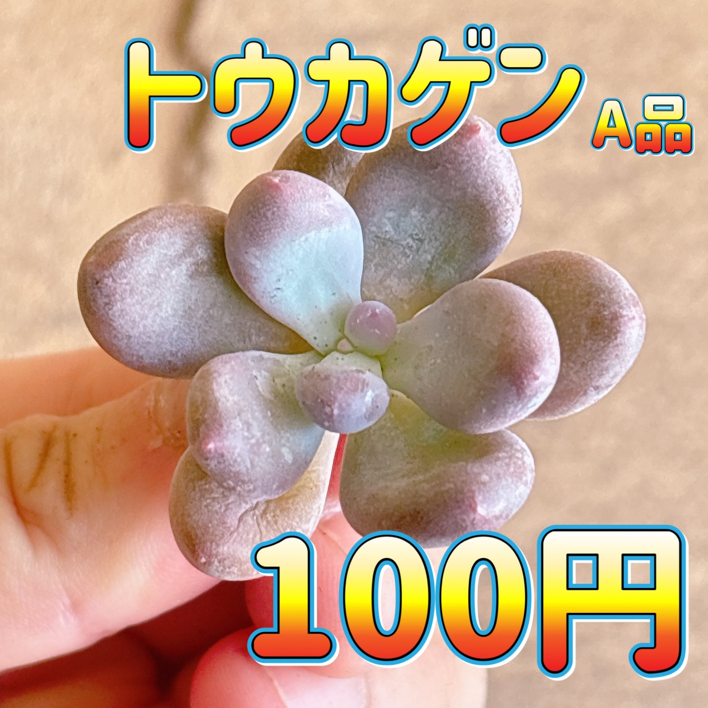 トウカゲン　A品　カット苗